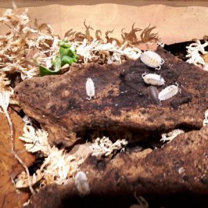 'Dalmatian' Porcellio scaber