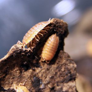 'Powder Orange' Porcellio scaber