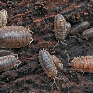 'Giant Canyon' Porcellio dilatatus